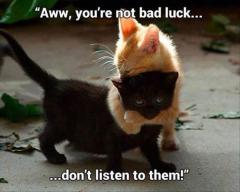aw black kitties are not bad luck