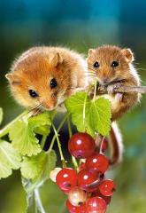 Feild Mice and grapes