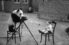 Panda photographer