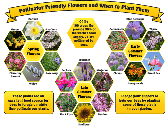 Pollinator friendly flowers and when to plant them