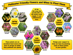Pollinator friendly flowers and when to plant them