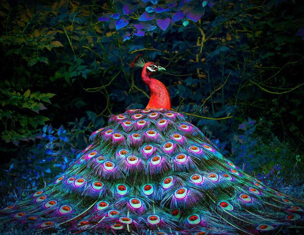 Red peacock