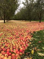 Apple Orchard - Ireland