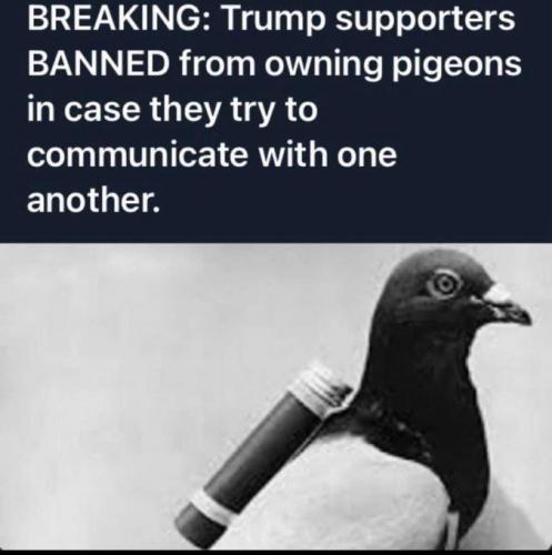 Trump Supporters Banned from Owning Carrier Pidgeons CENSORSHIP