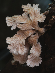 Schizophyllum commune;  is a species of fungus.