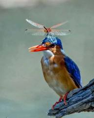 Dragonfly on a kingfisher