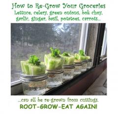 Grow your own groceries