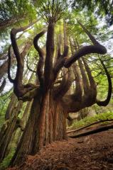 Candelabra Redwood CA