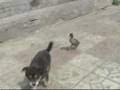 Duck following puppy (cute video)