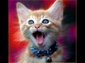 FUNNY CATS SING NEW YEARS