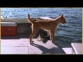 Dolphin and Dog - Let&#039;s be Friends.flv