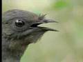 Amazing! Bird sounds from the lyre bird - David Attenborough  - BBC wildlife