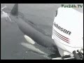 Killer Whale Impersonates Boat Motor
