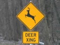 Deer Crossing Lady - Radio
