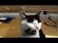 Cat singing happy birthday (TO MARGE) :)