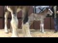 Meet one of the baby Clydesdales