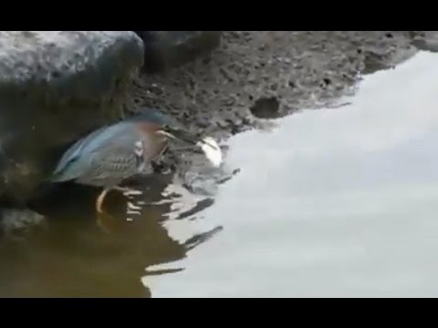 Clever Bird Goes Fishing With Bread Crumb