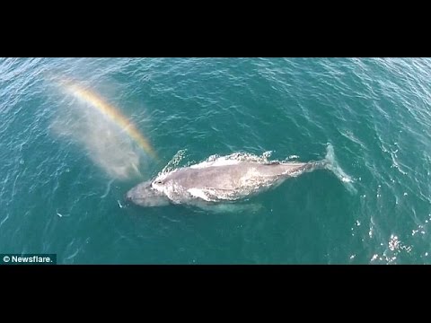 Humpback whale blows rainbow colors - Some whale over the rainbow :)