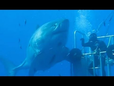 Is this the biggest great white shark EVER filmed? Gigantic beast nicknamed Deep Blue caught