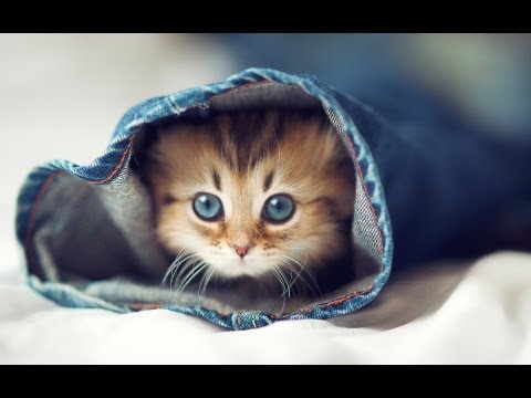 Cute Cats - Cutest Kitten ★ Best Compilation Ever ღ