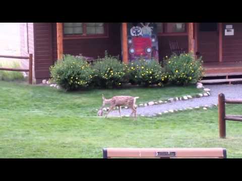Real Life Bambi and Thumper - a fawn playing with a bunny