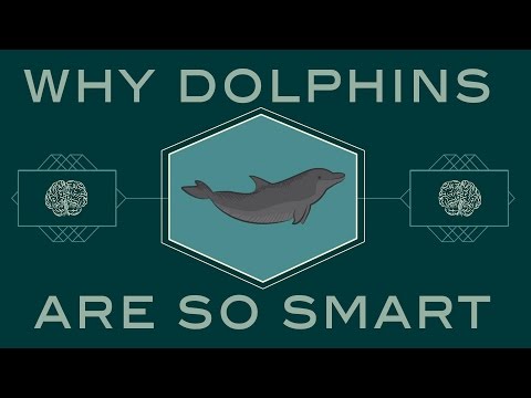 How smart are dolphins? - Lori Marino