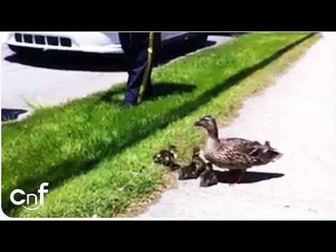 Duck Family Rescue | Lucky Ducks Saved From Storm Drain