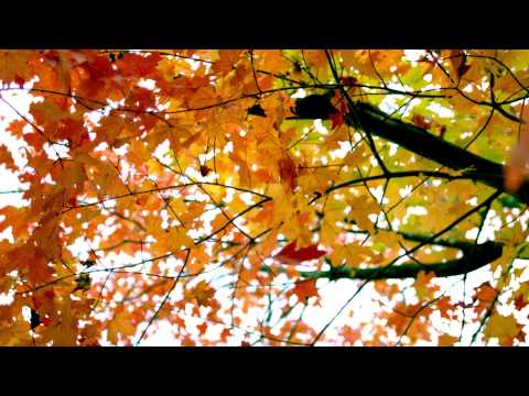 slow motion fall leaves fluttering by tree