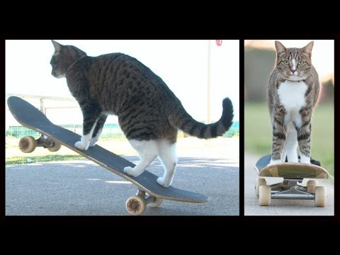 World&#039;s Best Skateboarding Cat! Go Didga Go!&#039;