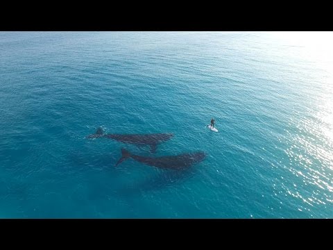 Paddle Boarding with Whales, Esperance Australia