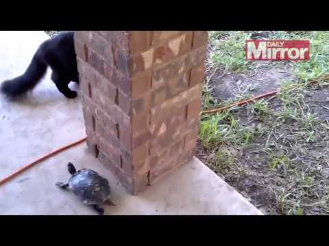 Cat vs turtle: Pair play game of tag 44 seconds of CUTE
