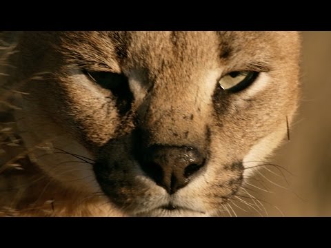 How do cats always land on their feet? - Life in the Air: Episode 1 Preview - BBC One