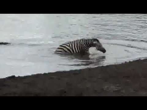 Hippos save a zebra after crocodile attack