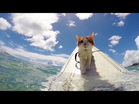 One-Eyed Cat Loves To Surf