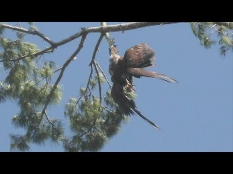 Army Veteran Rescues Eagle Stuck In Tree