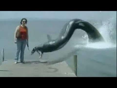 Top 10 Mythical Creatures Caught On Camera 2016