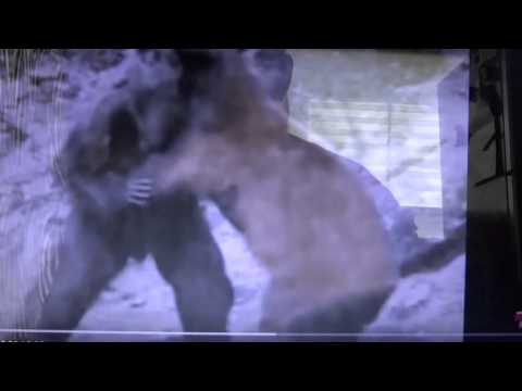 Big Foot fighting a Brown Bear is this Real?