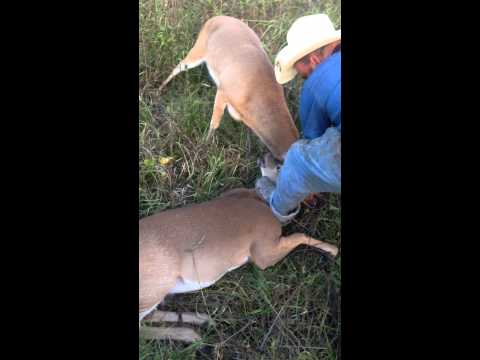 Man Rescues Tangled Deers | Deer Bucks fights