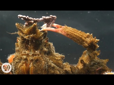 Decorator Crabs Make High Fashion at Low Tide | Deep Look