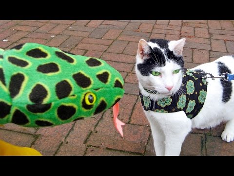 St. Patrick&#039;s Day video: SHAMROCK MAGIC | Cute Cat Kal &amp; Snakes Happy &amp; Funny Movie