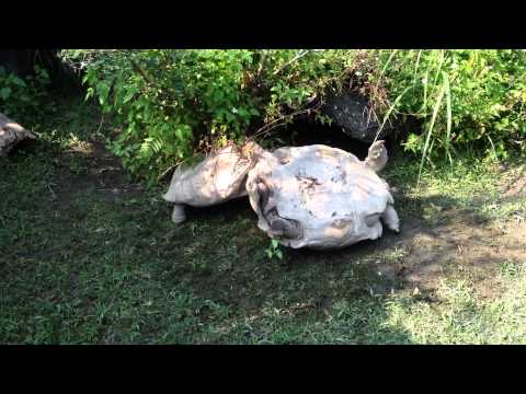 Amazing!!!The tortoise turning over, smart companion has saved it...動物也是有感情的～謝謝你救了我