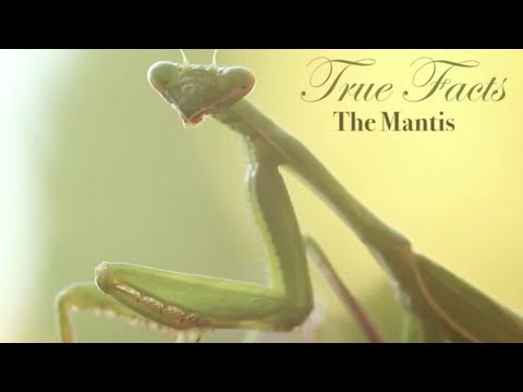 True Facts About The Mantis