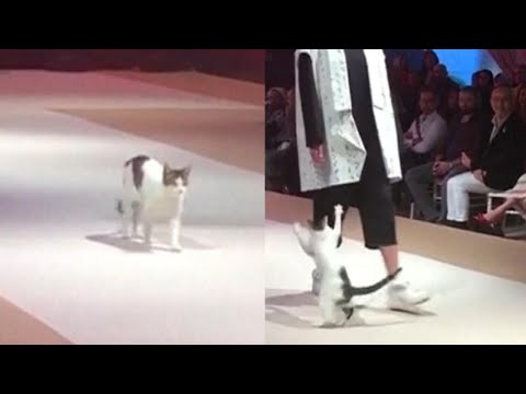 Stray Feline Joins Catwalk During Istanbul Fashion Show