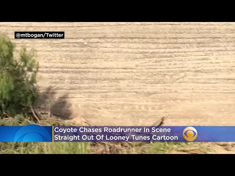 Coyote Chases Roadrunner In Scene Straight Out Of Looney Tunes Cartoon