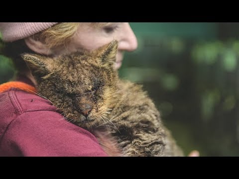 A Cat No One Wanted To Touch Finally Found Someone Who Hugged Him