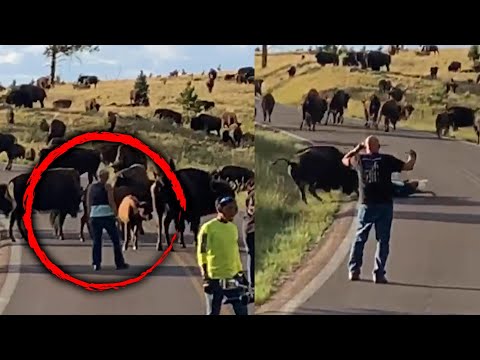 Bison Tosses Woman Out of Her Pants