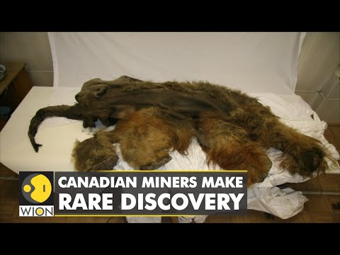 Canadian miners make a rare discovery: Mummified remains of a baby Woolly Mammoth found | WION